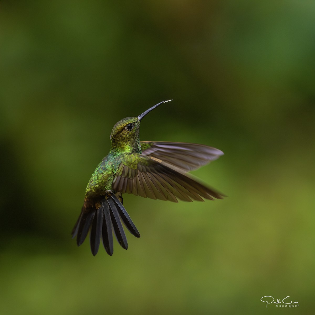 Greenish Puffleg - ML640048909