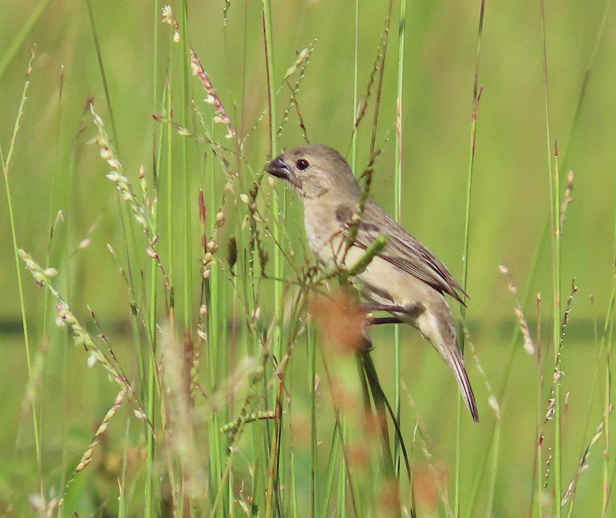 Plumbeous Seedeater - ML640048942