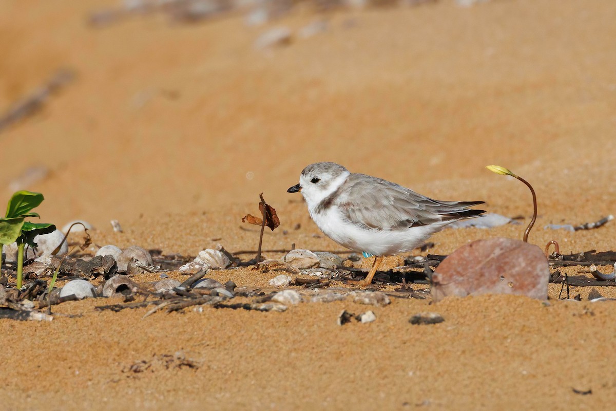 Piping Plover - ML640048951