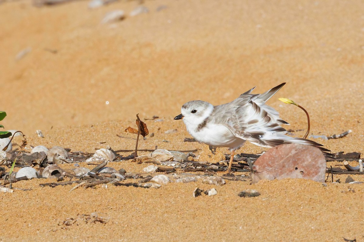 Piping Plover - ML640048954