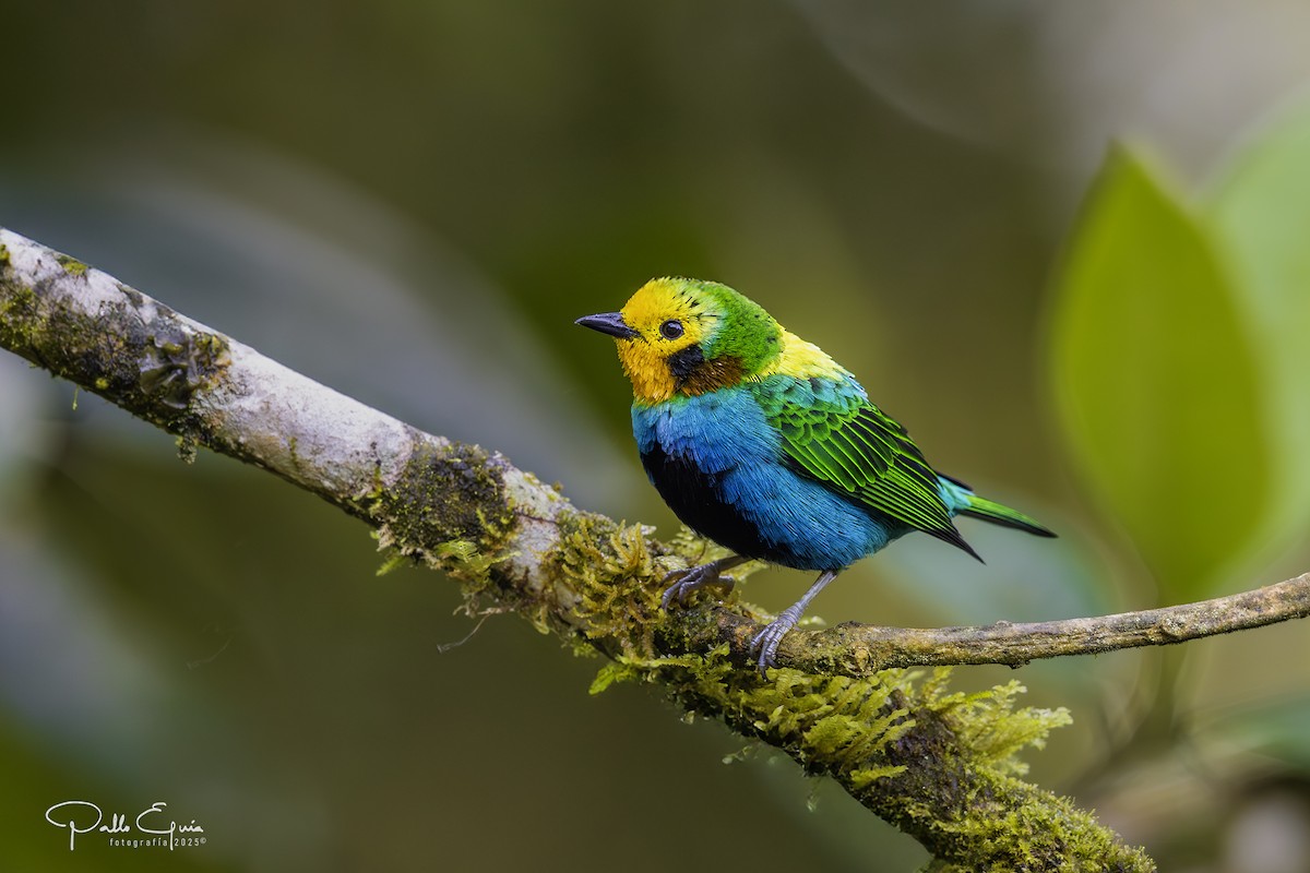 Multicolored Tanager - ML640048997