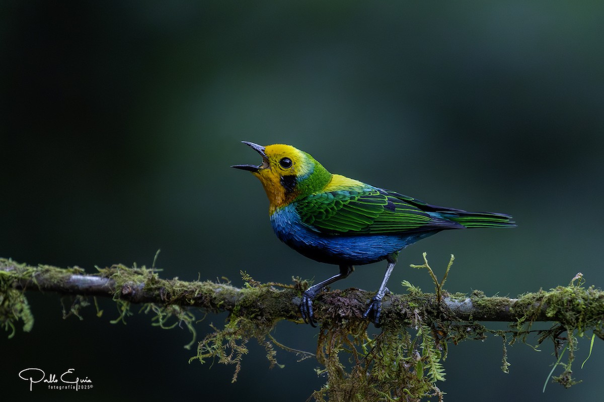 Multicolored Tanager - ML640048998