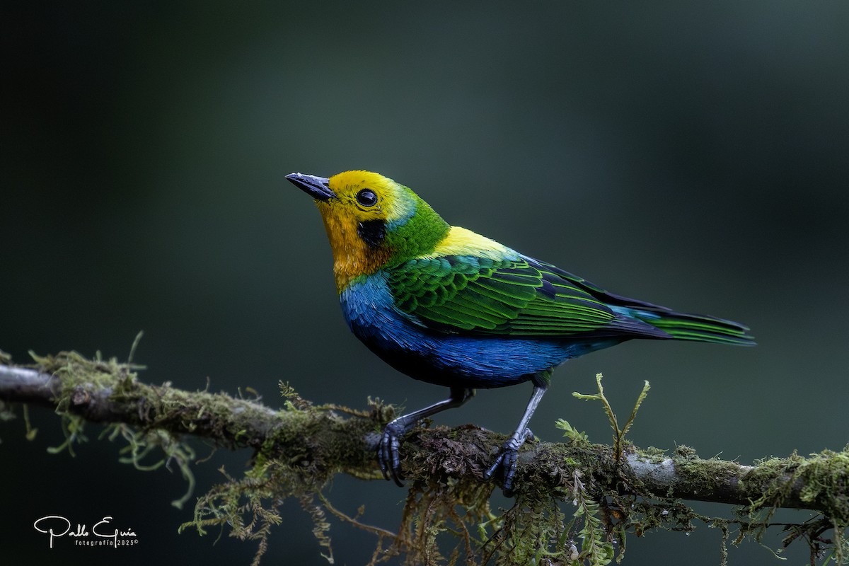 Multicolored Tanager - ML640048999