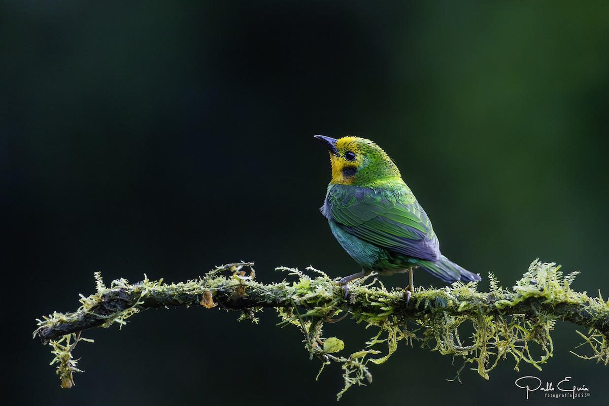 Multicolored Tanager - ML640049000