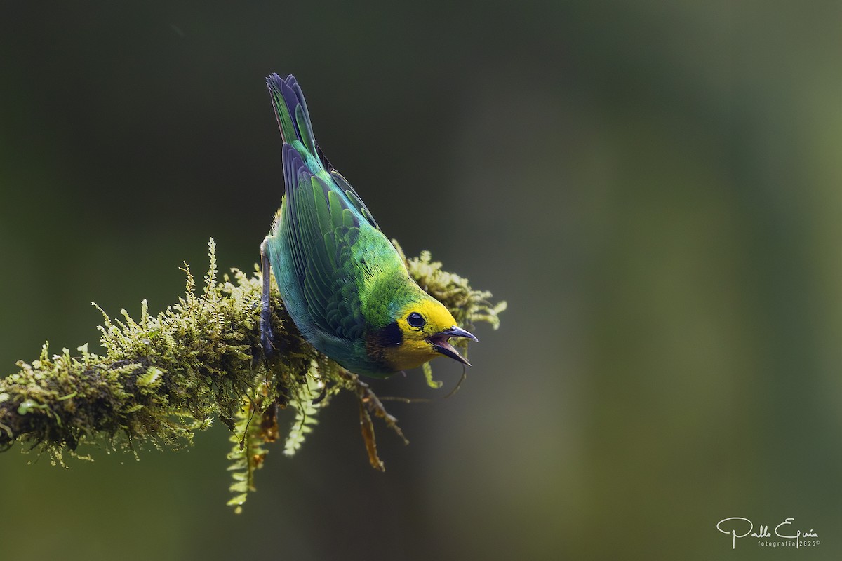 Multicolored Tanager - ML640049001