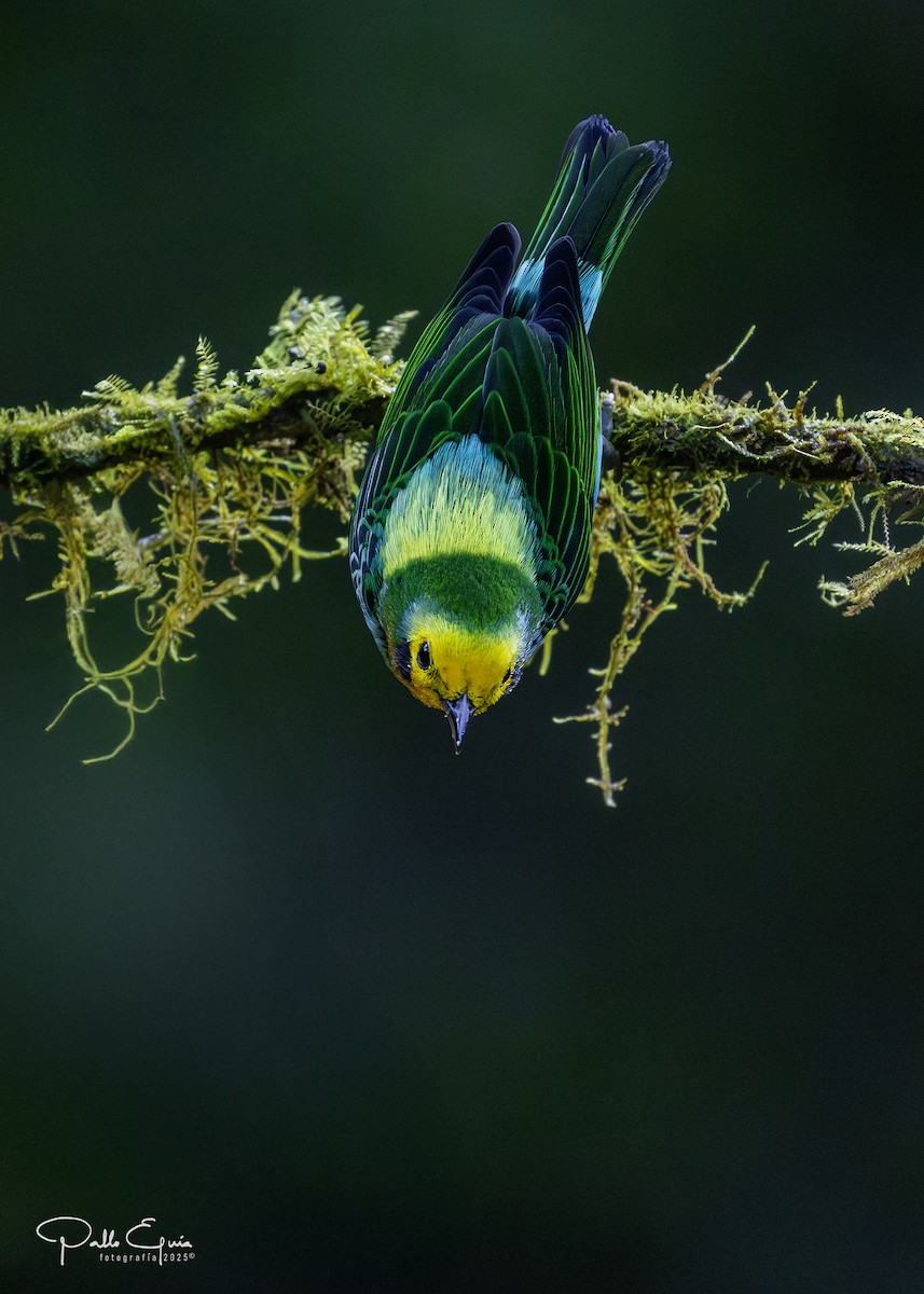 Multicolored Tanager - ML640049002