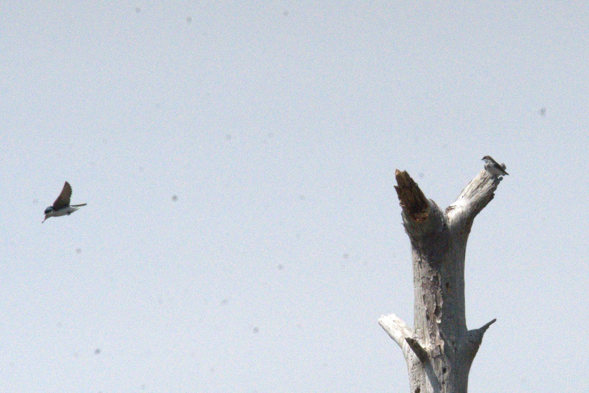 Tree Swallow - ML640049013