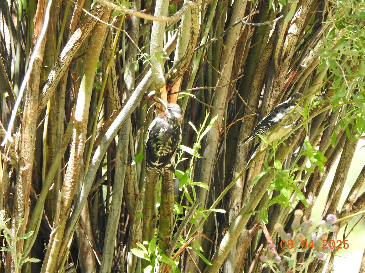 Red-naped Sapsucker - ML640049112