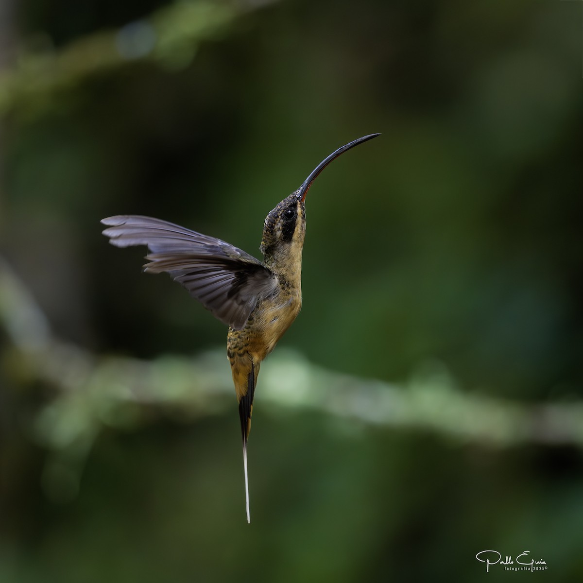 Tawny-bellied Hermit - ML640049115