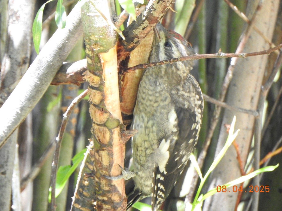 Red-naped Sapsucker - ML640049129