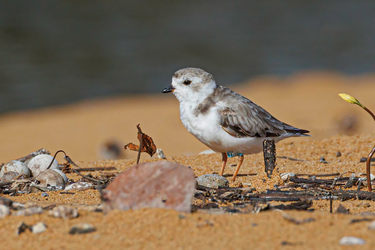 Piping Plover - ML640049147