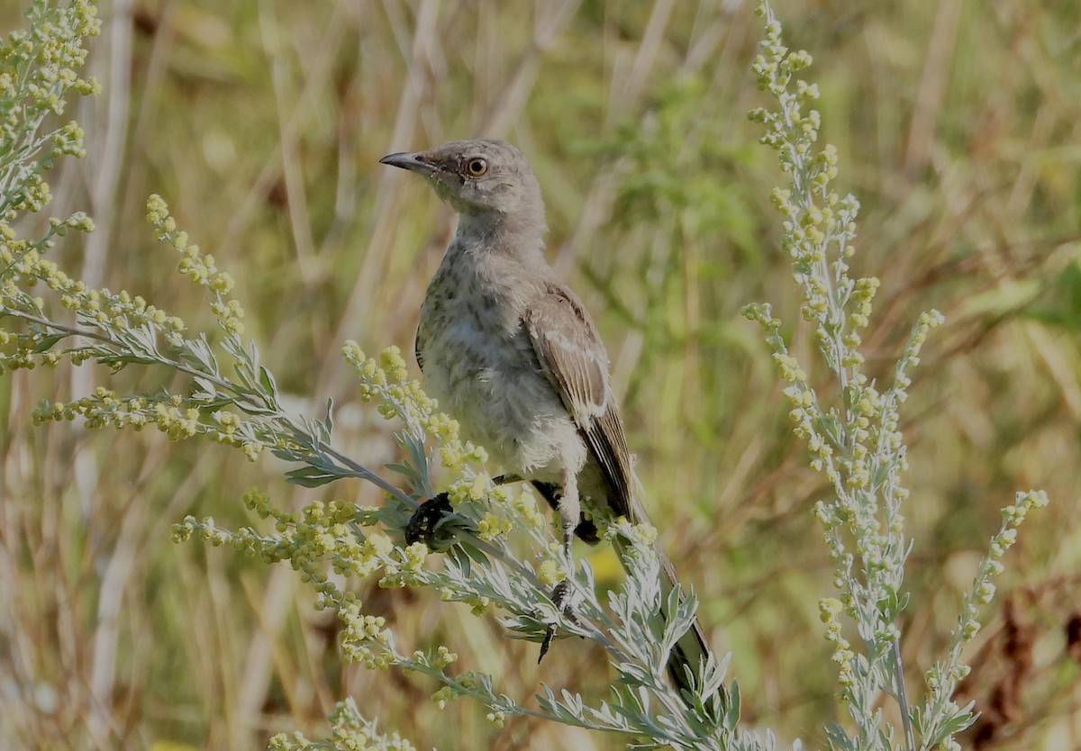 Northern Mockingbird - ML640049183