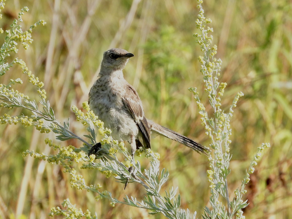 Northern Mockingbird - ML640049184