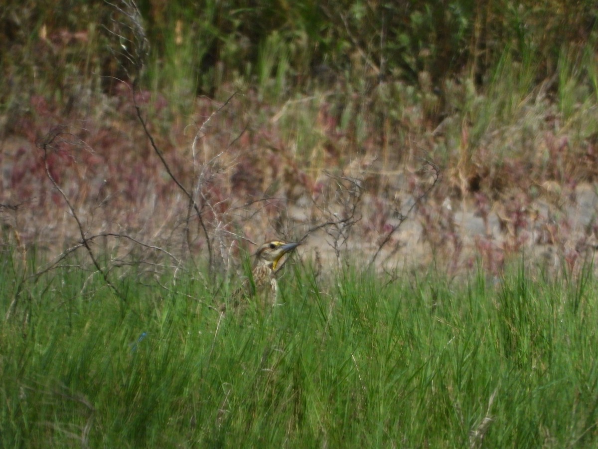 Eastern Meadowlark (Eastern) - ML640049188