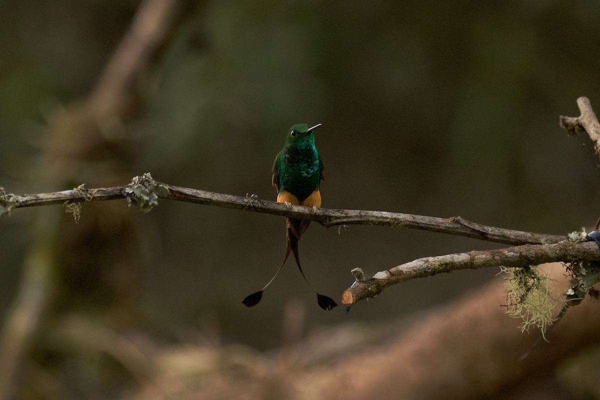Rufous-booted Racket-tail (Anna's) - ML640049272