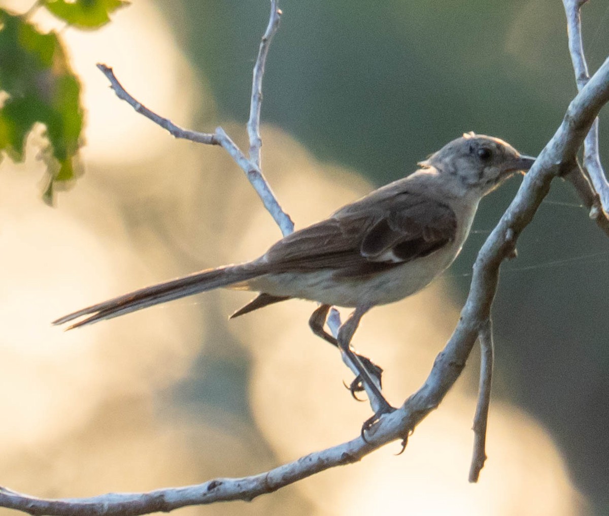 Northern Mockingbird - ML640049304