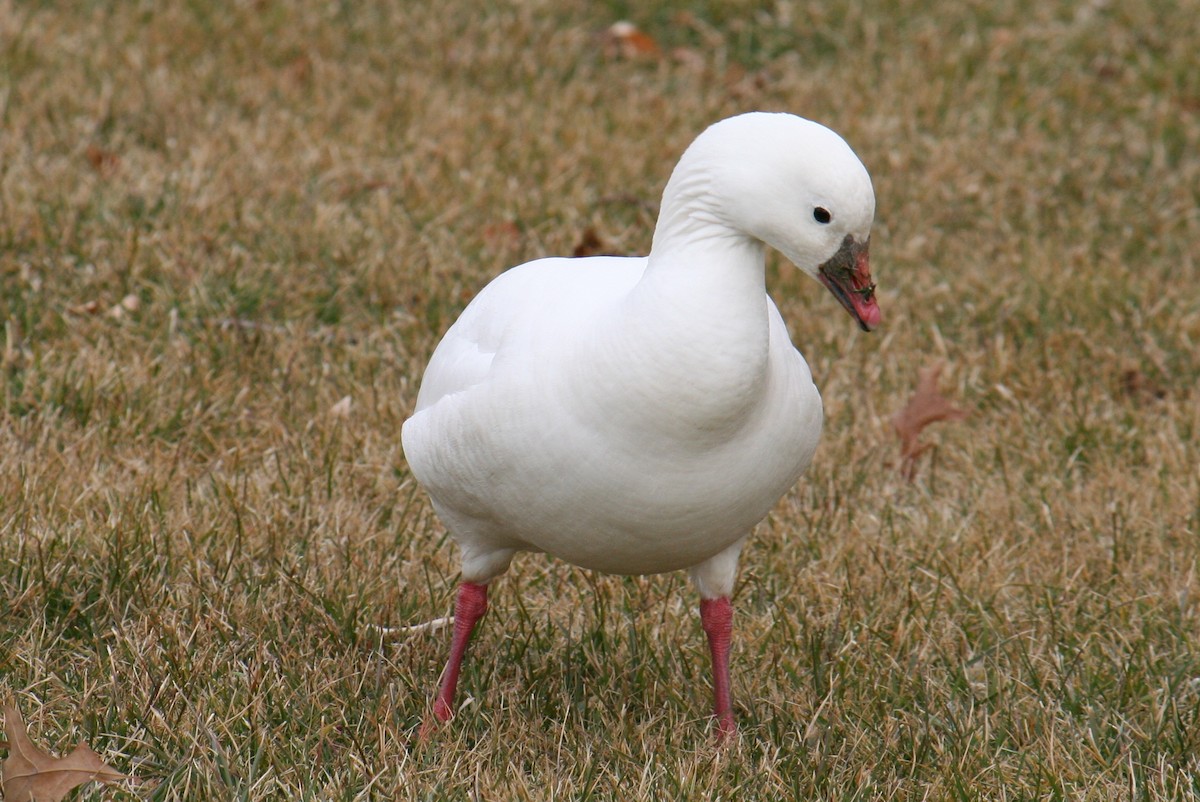 Ross's Goose - ML640049395