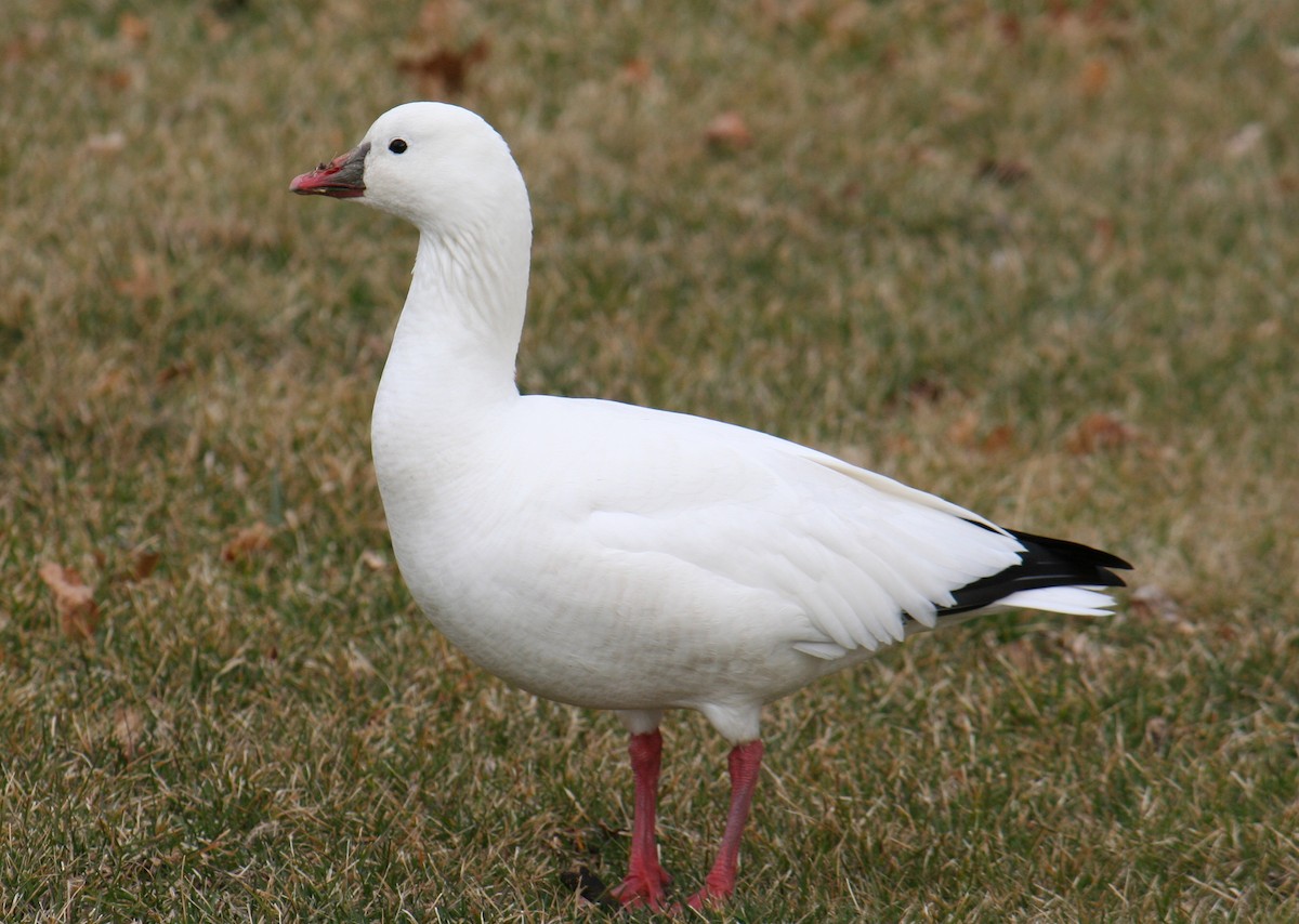 Ross's Goose - ML640049396