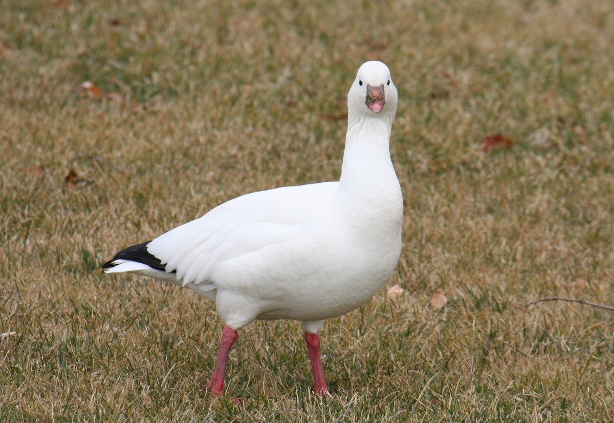 Ross's Goose - ML640049397