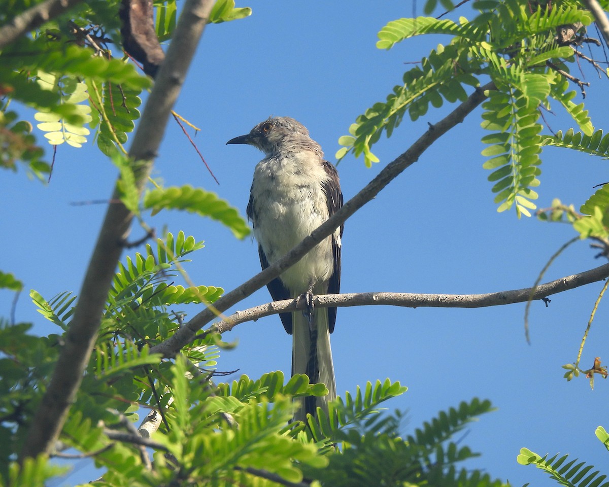 Northern Mockingbird - ML640049423