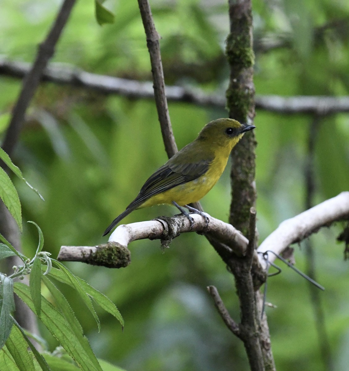 Bornean Whistler - ML640049427