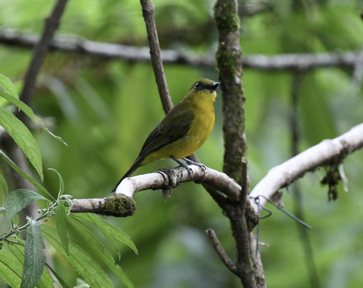 Bornean Whistler - ML640049428