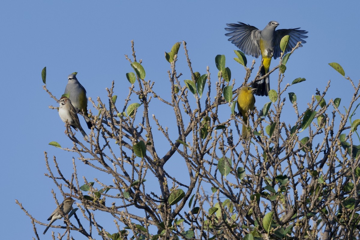 Gray Silky-flycatcher - ML640049432