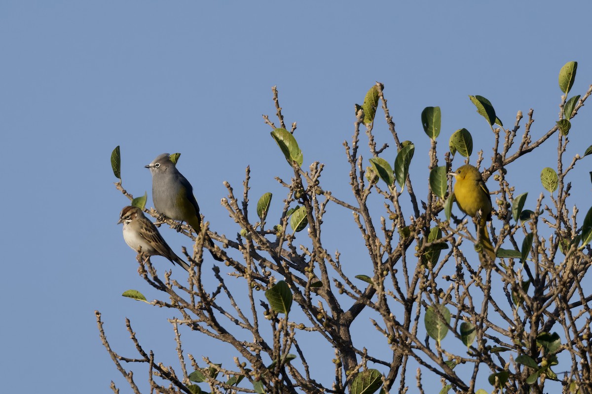 Gray Silky-flycatcher - ML640049435