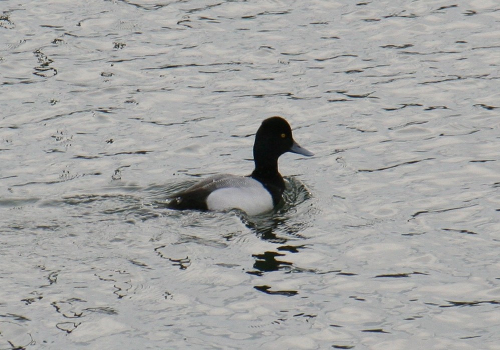 Lesser Scaup - ML640049475