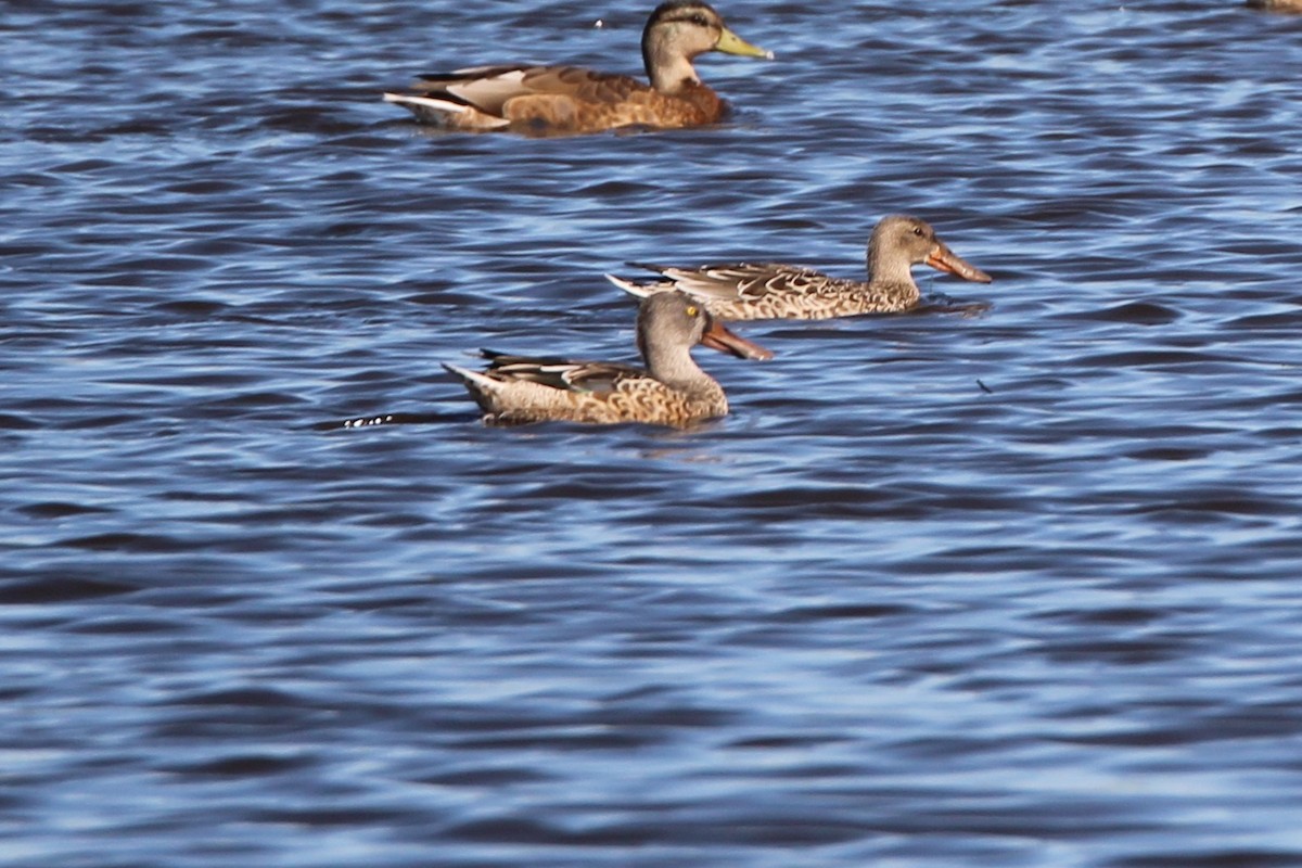 Халбага нугас - ML640049536