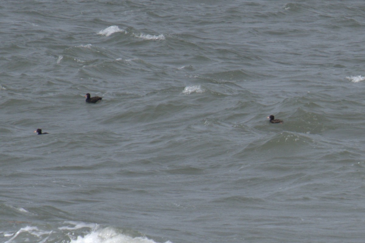 Surf Scoter - ML640049741