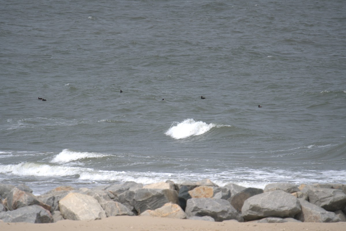 Surf Scoter - ML640049742
