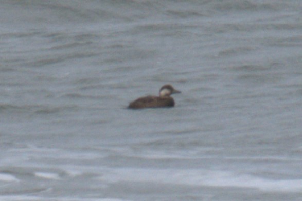 Black Scoter - ML640049746