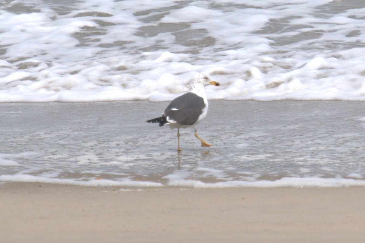 Lesser Black-backed Gull - ML640049776