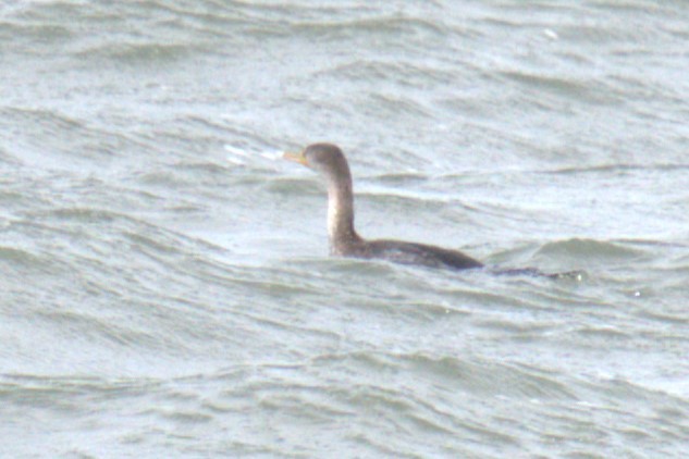 Double-crested Cormorant - ML640049779
