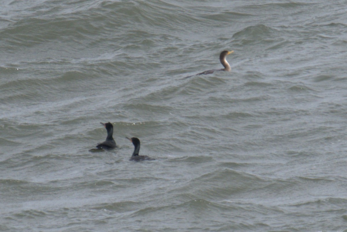 Double-crested Cormorant - ML640049780
