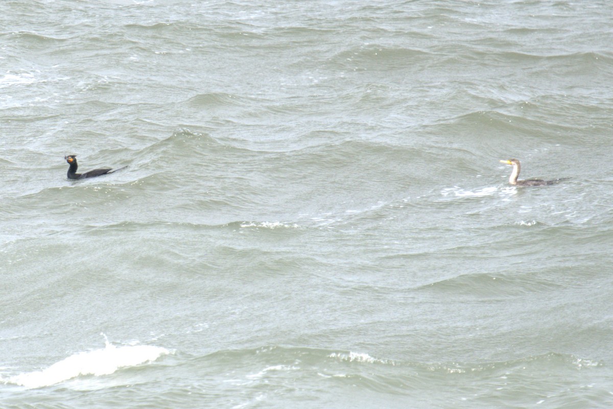 Double-crested Cormorant - ML640049781