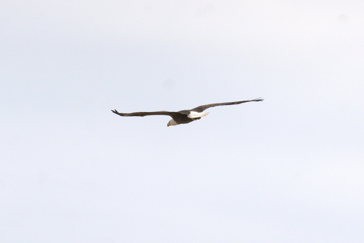 Bald Eagle - ML640049803
