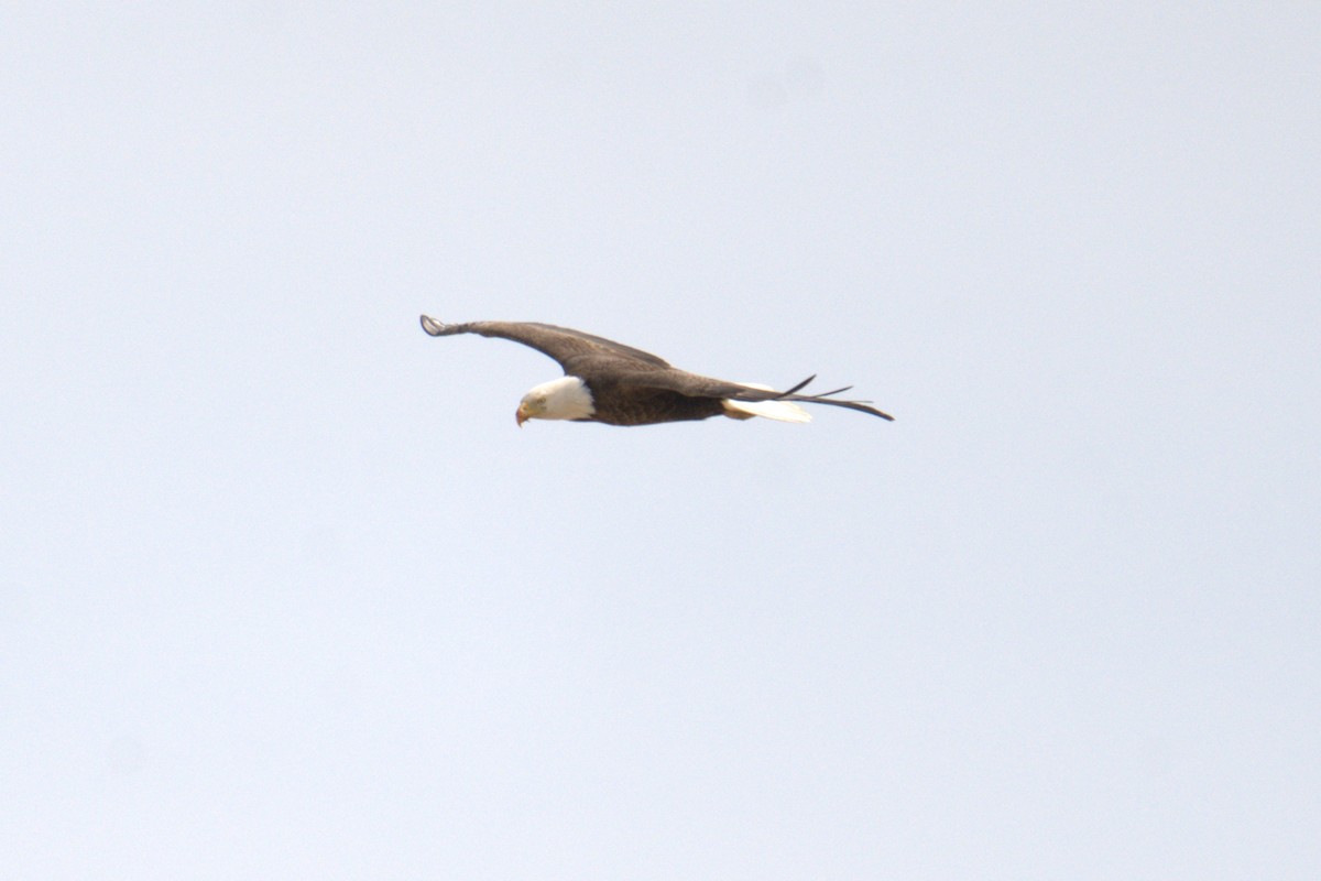 Bald Eagle - ML640049804