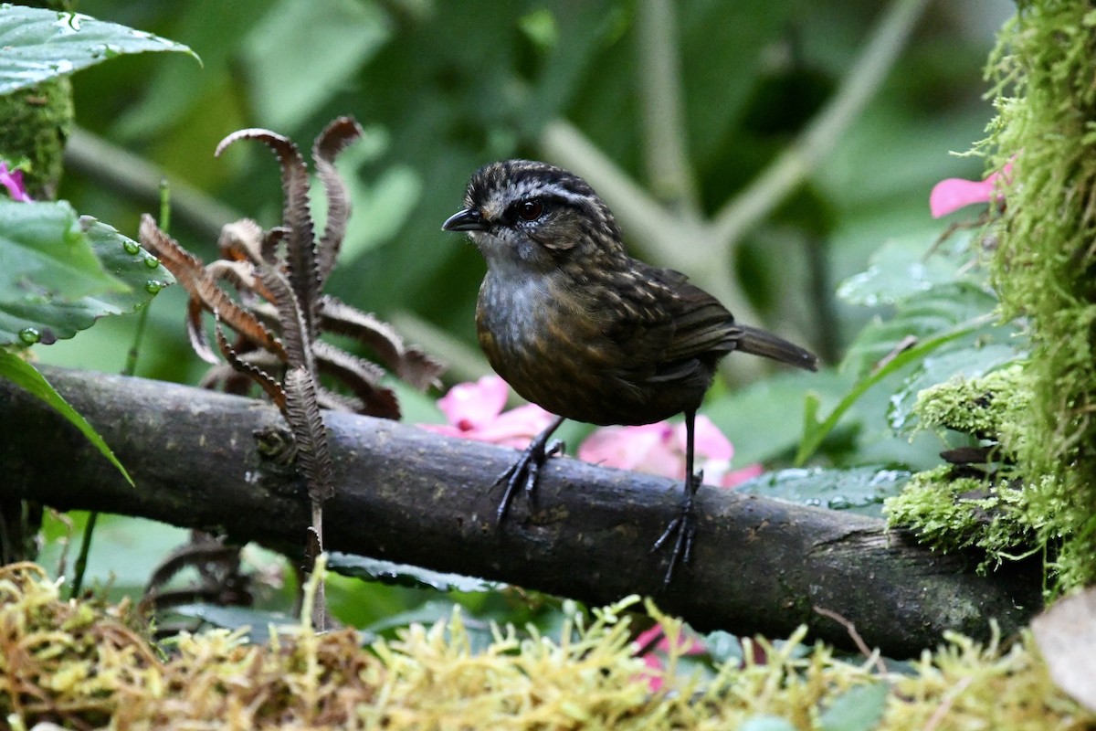 Mountain Wren-Babbler - ML640049845