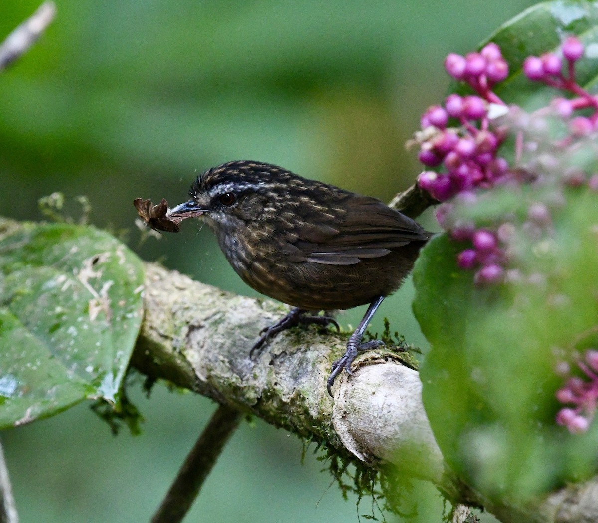 Mountain Wren-Babbler - ML640049846