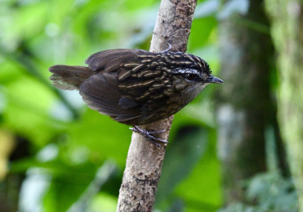 Mountain Wren-Babbler - ML640049847