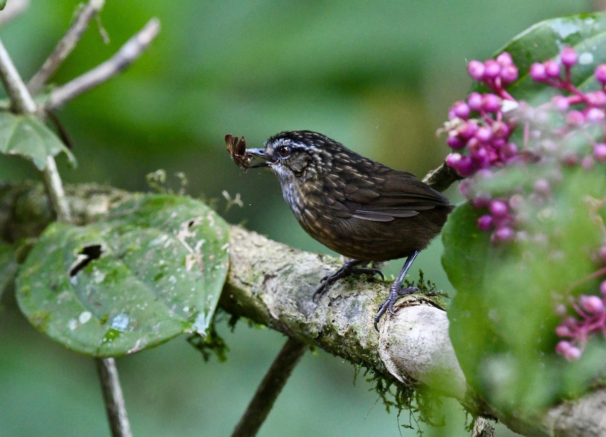 Mountain Wren-Babbler - ML640049848