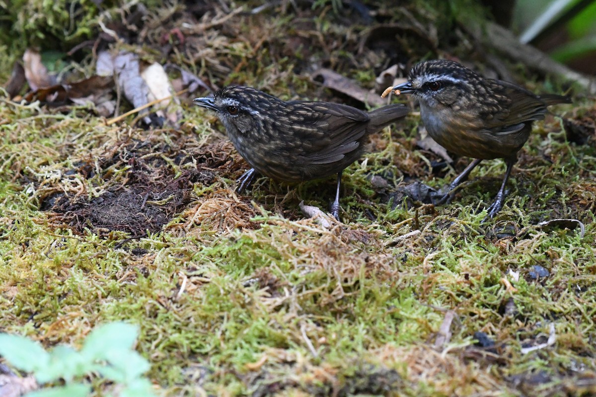 Mountain Wren-Babbler - ML640049851