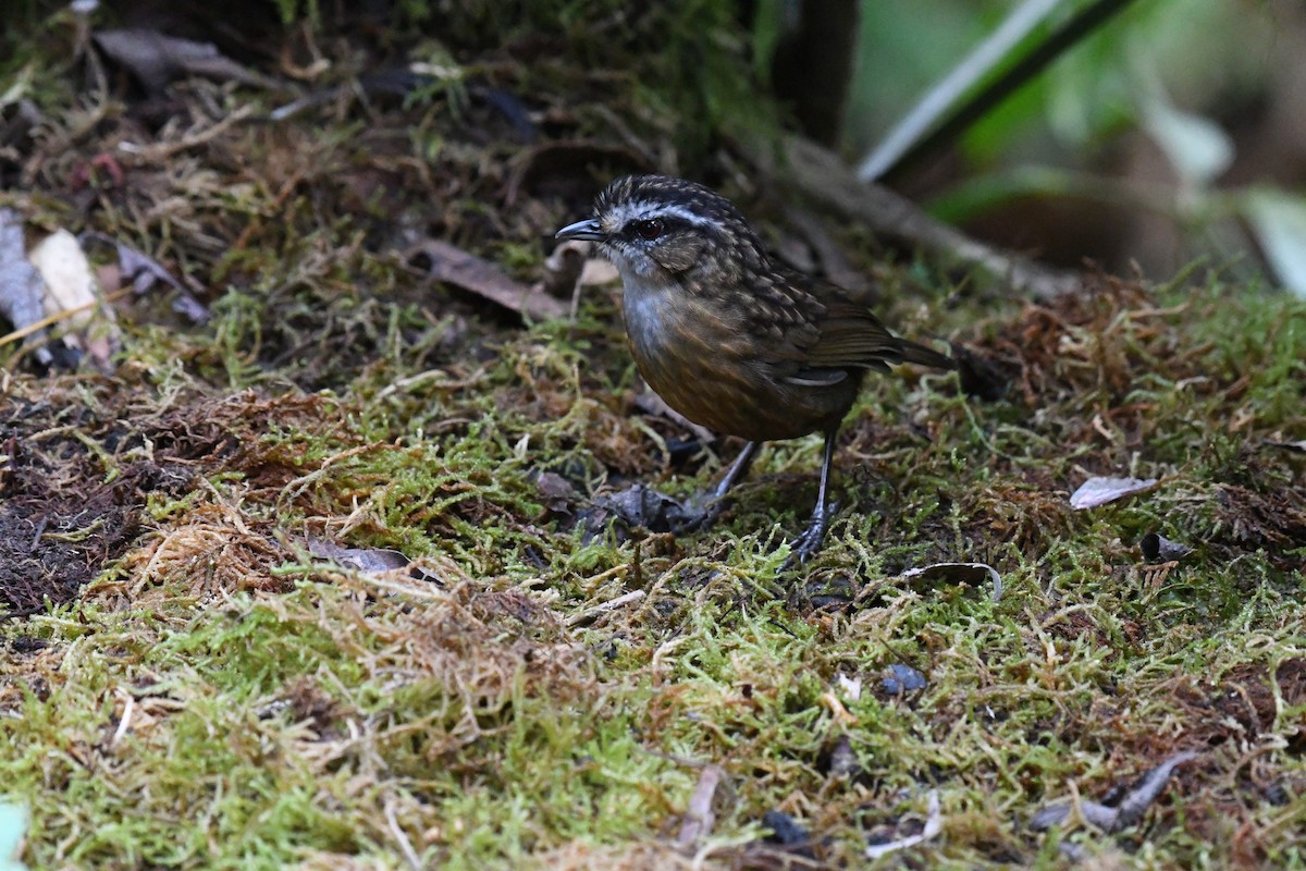 Mountain Wren-Babbler - ML640049852