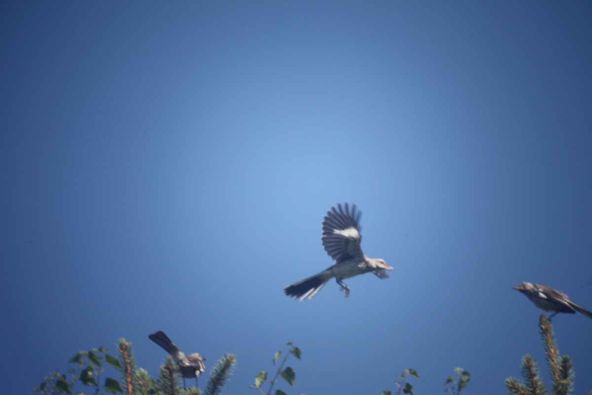 Northern Mockingbird - ML640049902