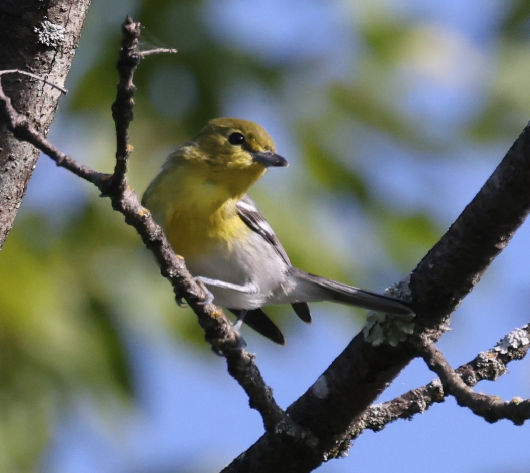Yellow-throated Vireo - ML640049906