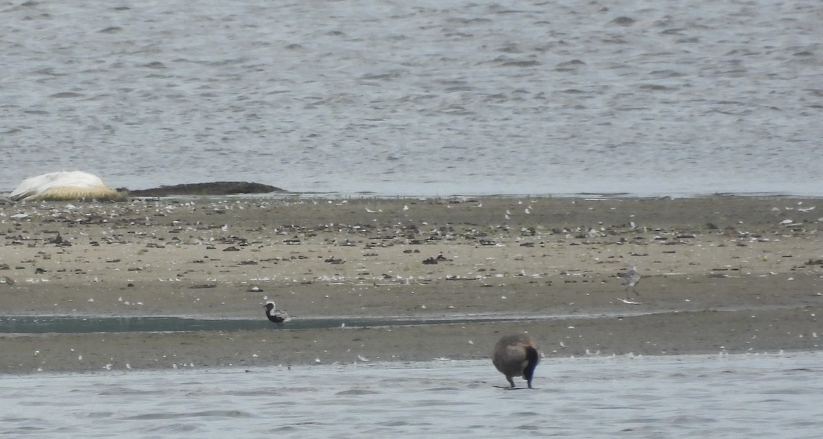 Black-bellied Plover - ML640050019