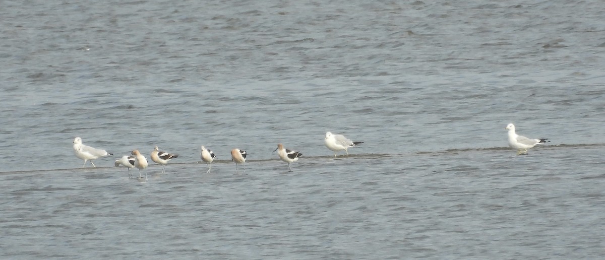 American Avocet - ML640050111