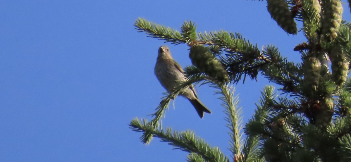 Cassin's Finch - ML640050135